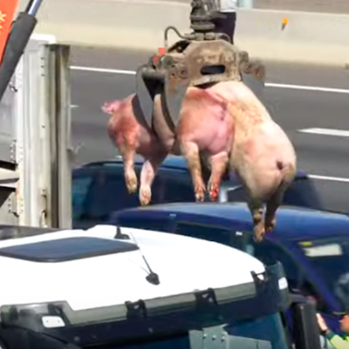 Cerdos en camión volcado