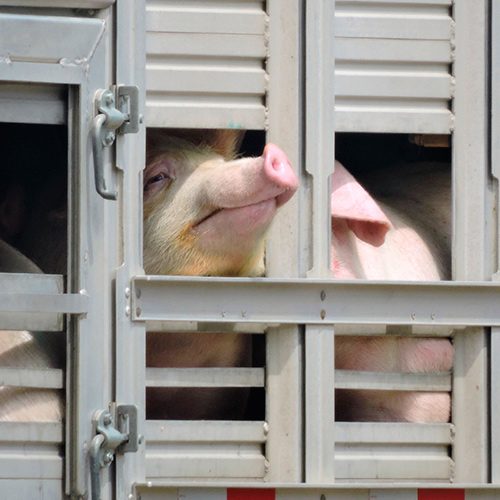 Mientras que a gran parte del mundo se le pide que se quede en casa, los animales siguen siendo transportados en condiciones aún más graves que las habituales.