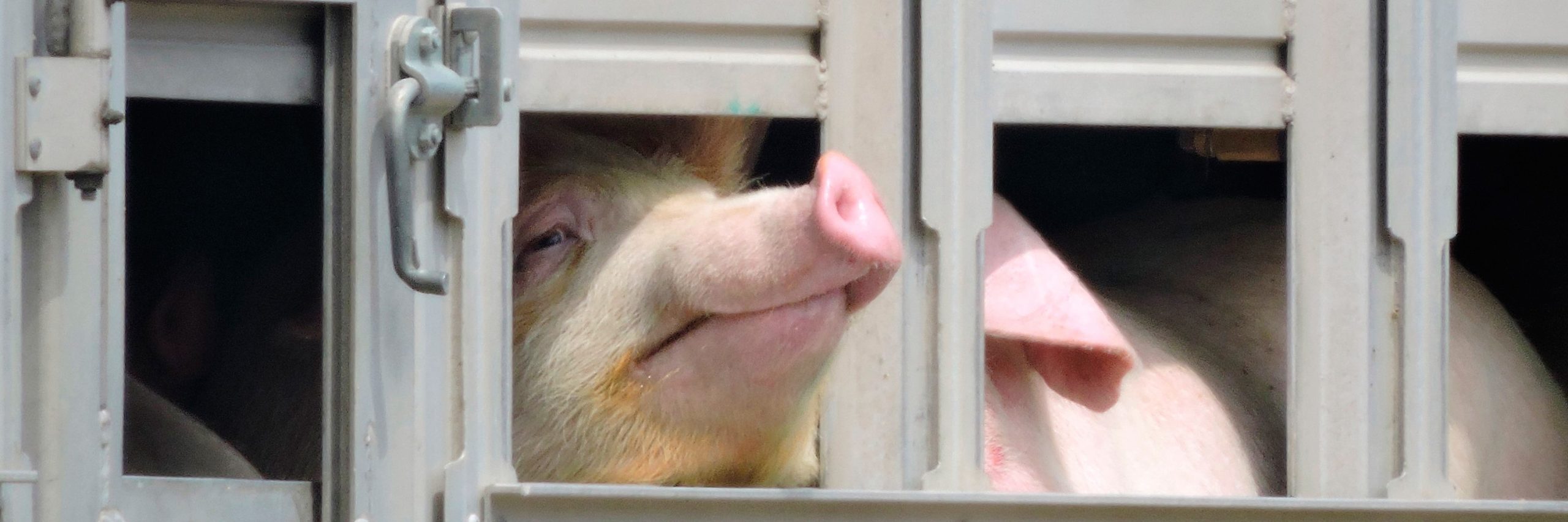 Mientras que a gran parte del mundo se le pide que se quede en casa, los animales siguen siendo transportados en condiciones aún más graves que las habituales.