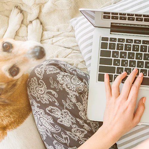 ¡Hay tantas cosas que puedes hacer desde tu celular y laptop que hacen la diferencia para los animales!
