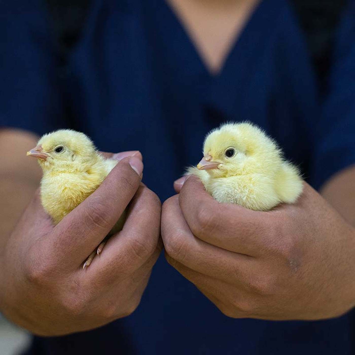 POLLO HECHO EN MÉXICO