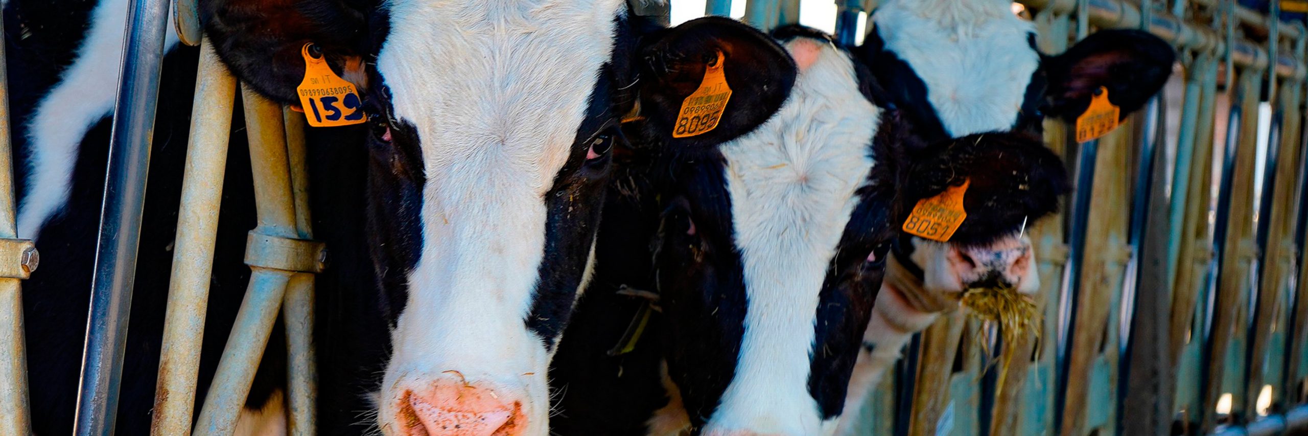 Las caídas en las ventas de leche son una de las razones del continuo declive de este mercado.