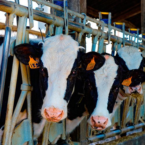 Las caídas en las ventas de leche son una de las razones del continuo declive de este mercado.
logo Animal Equality