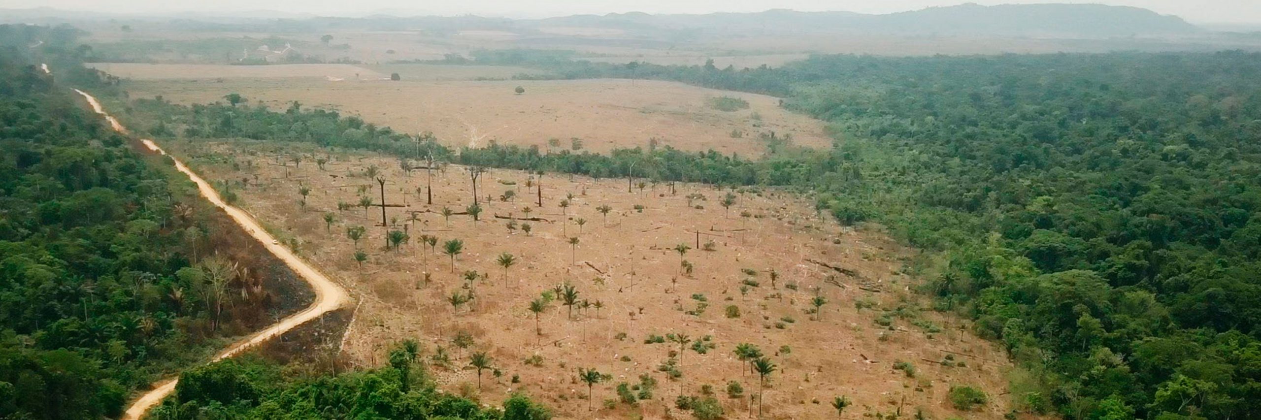 La empresa JBS oculta información y no muestra a sus consumidores la procedencia de los animales que utilizan para producir carne. Deforestación en Amazonas