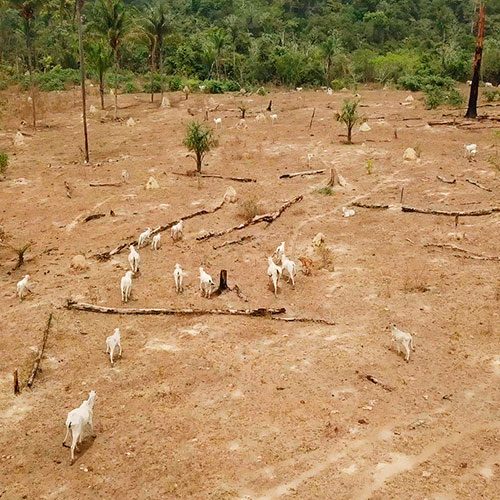 La empresa JBS oculta información y no muestra a sus consumidores la procedencia de los animales que utilizan para producir carne. logo Animal Equality