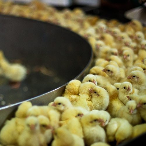 Esta práctica reduciría o eliminaría totalmente el sacrificio de entre 6 mil y 7 mil millones de pollitos machos al año. logo Animal Equality