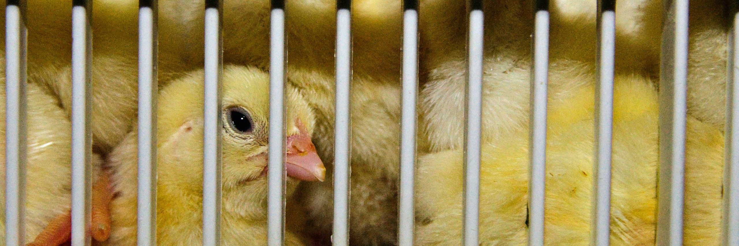 Esta práctica reduciría o eliminaría totalmente el sacrificio de entre 6 mil y 7 mil millones de pollitos machos al año. pollitos