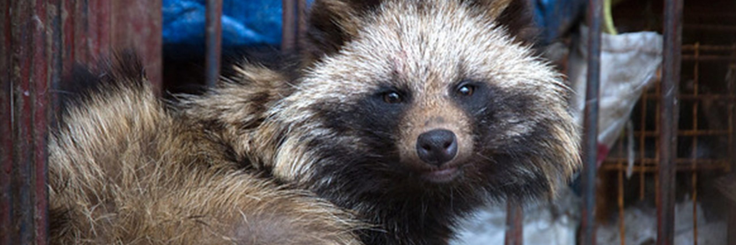 El lunes es el gran día! Participa en la tweetstorm junto a miles de personas para pedir el cierre de los peligrosos y crueles mercados húmedos de animales.