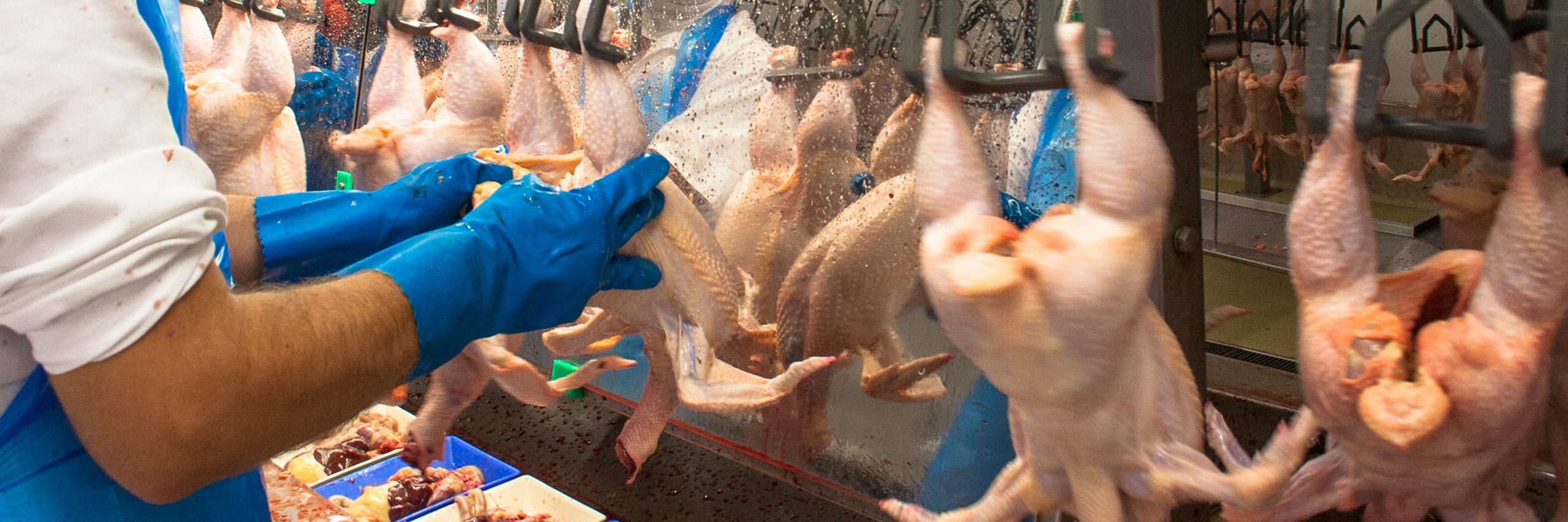 Las últimas noticias ponen en evidencia los peligros de una industria que además de ser cruel con los animales no garantiza la seguridad de sus trabajadores.