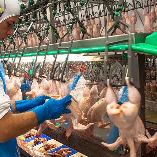 Las últimas noticias ponen en evidencia los peligros de una industria que además de ser cruel con los animales no garantiza la seguridad de sus trabajadores.
logo Animal Equality