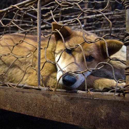 Esta medida contundente responde a la urgente necesidad de ir más allá de la prohibición temporal emitida por el gobierno chino. logo Animal Equality