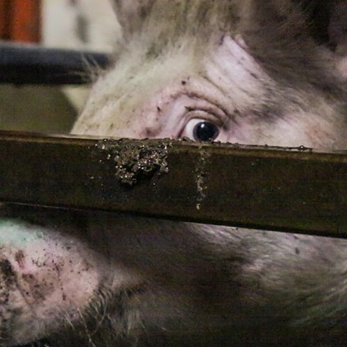 En estos tiempos inciertos atentos a las noticias un tema ignorado es cómo la pandemia hace sufrir a los animales de granja a puerta cerrada en todo el mundo. logo Animal Equality
