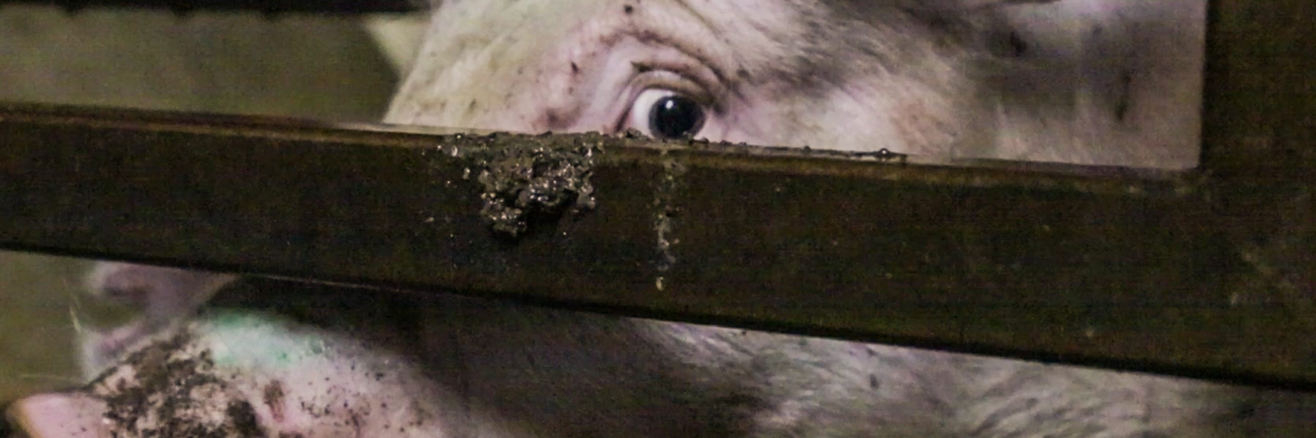 En estos tiempos inciertos atentos a las noticias un tema ignorado es cómo la pandemia hace sufrir a los animales de granja a puerta cerrada en todo el mundo.