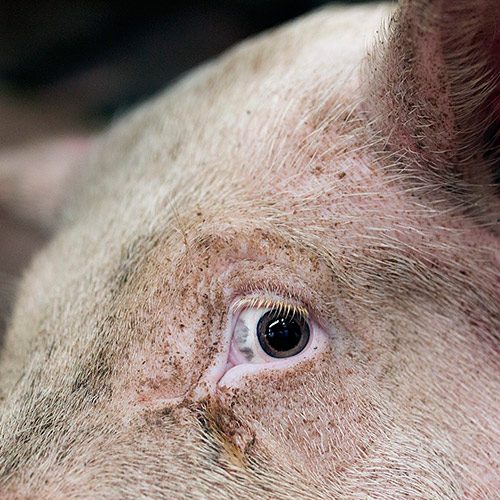 Los animales sufren inmensamente por las injusticias ante las consecuencias de la actual pandemia. logo Animal Equality
