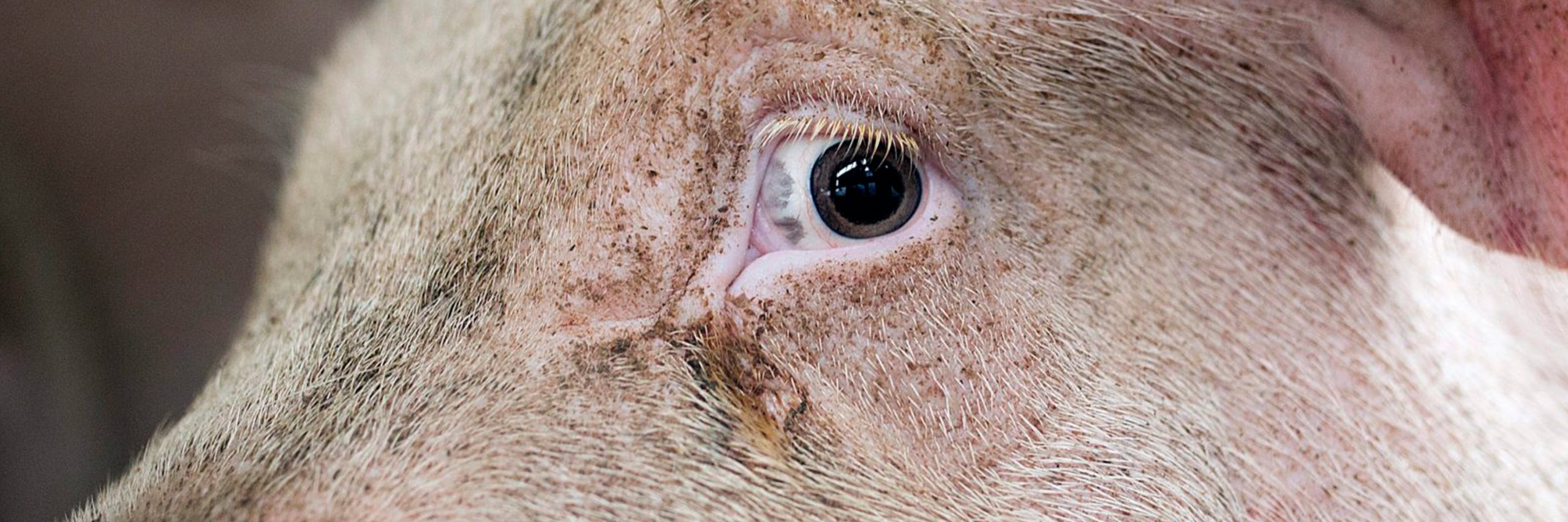 Los animales sufren inmensamente por las injusticias ante las consecuencias de la actual pandemia.