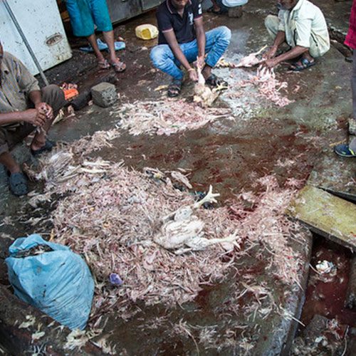 Pedimos a la ONU que recomiende a los países miembro el cierre de los mercados húmedos a escala mundial para evitar futuras pandemias.
logo Animal Equality