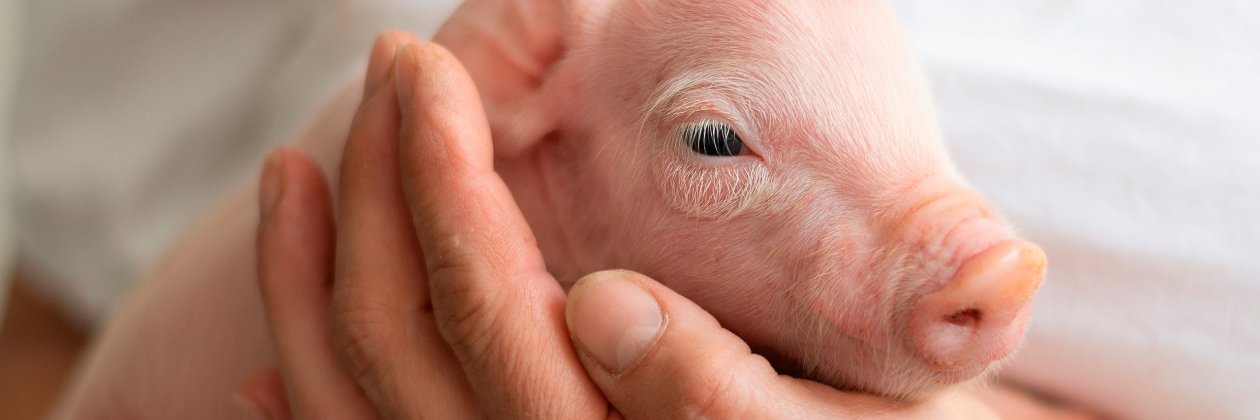 Tras 15 años no pudo seguir al haber comprendido que los animales quieren vivir sus vidas tanto como nosotros las nuestras.