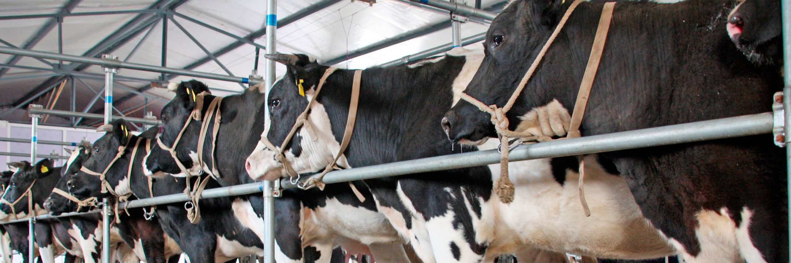 Las granjas industriales también han sido el origen de enfermedades y epidemias mortales.