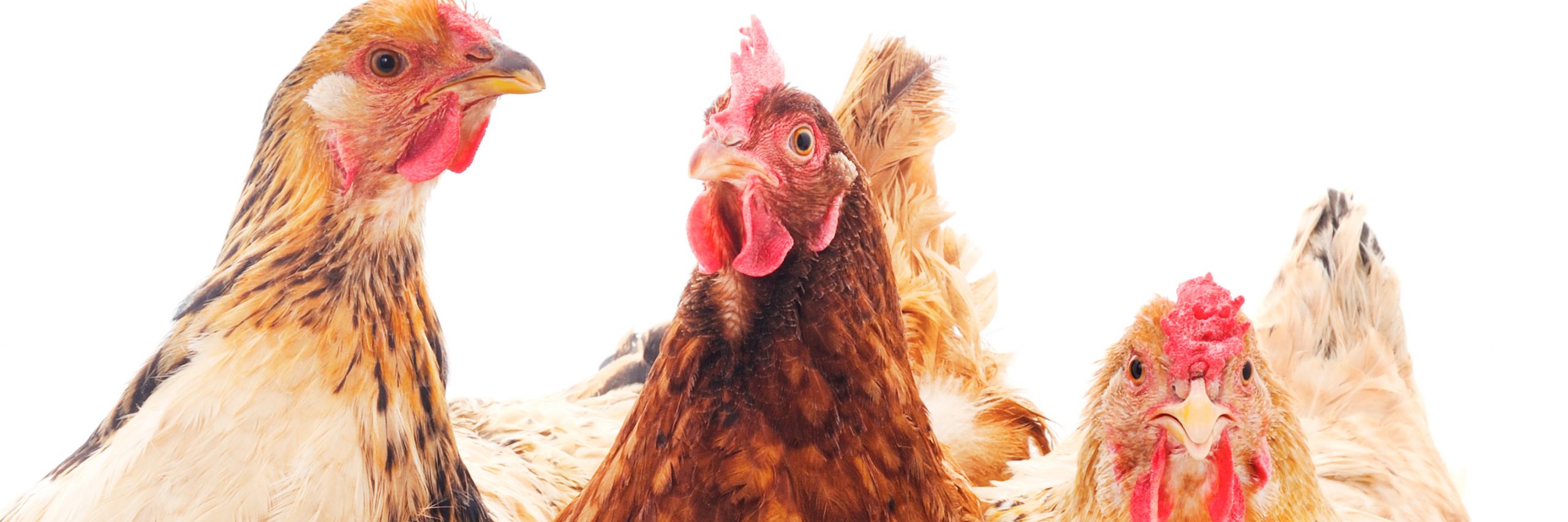 Las empresas que toman decisiones a favor del bienestar animal, son empresas a las que les importan sus consumidores.