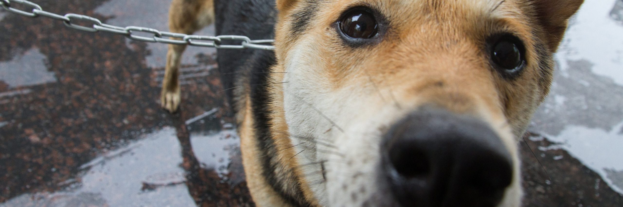 Investigadores de Igualdad Animal rescataron a una perra del infierno de los mercados húmedos en China,