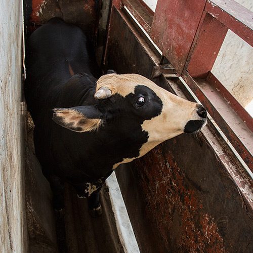 Un quiebre en la cadena de producción saca a relucir las injusticias propias de esta industria que se lucra con el sufrimiento de los animales.
logo Animal Equality
