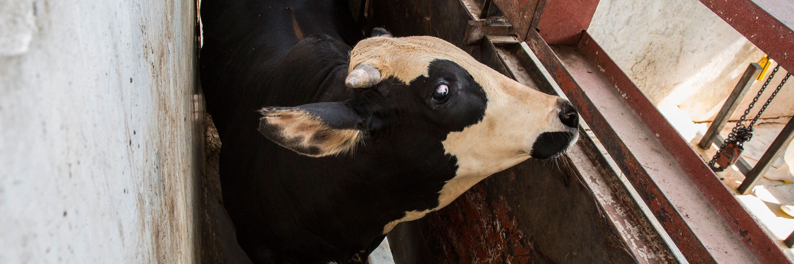 Un quiebre en la cadena de producción saca a relucir las injusticias propias de esta industria que se lucra con el sufrimiento de los animales.