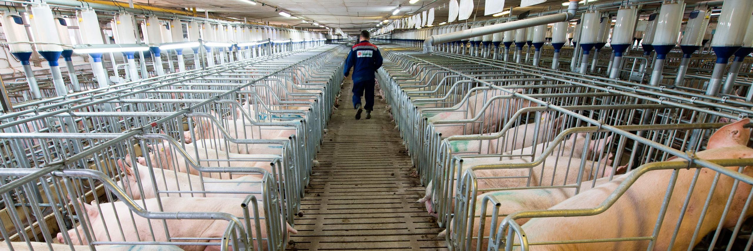 La cría de animales para consumo ha disparado brotes de epidemias mortales y aún no ha alcanzado su mayor potencial destructivo.