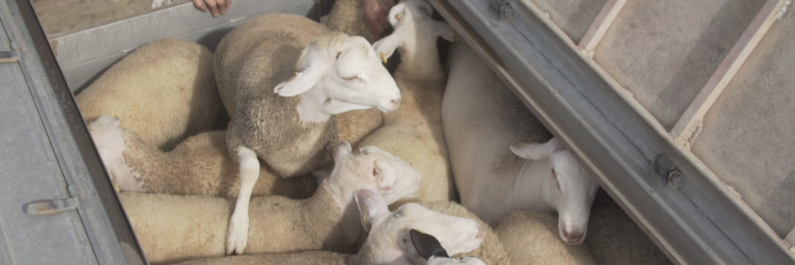 Una nueva investigación de Igualdad Animal expone el sufrimiento de los borregos que son transportados desde España hasta Arabia Saudita para ser sacrificados.