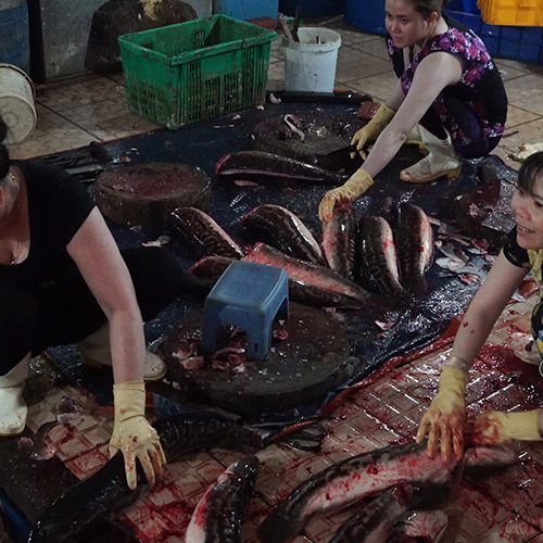 Nuevas imágenes de Peta Asia muestran las gravísimas condiciones en las que operan estos lugares en plena pandemia COVID-19. logo Animal Equality