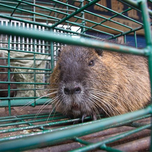 Las nuevas reglas, que también prohíben el comercio ilegal de animales, estarán en vigor durante cinco años.
logo Animal Equality