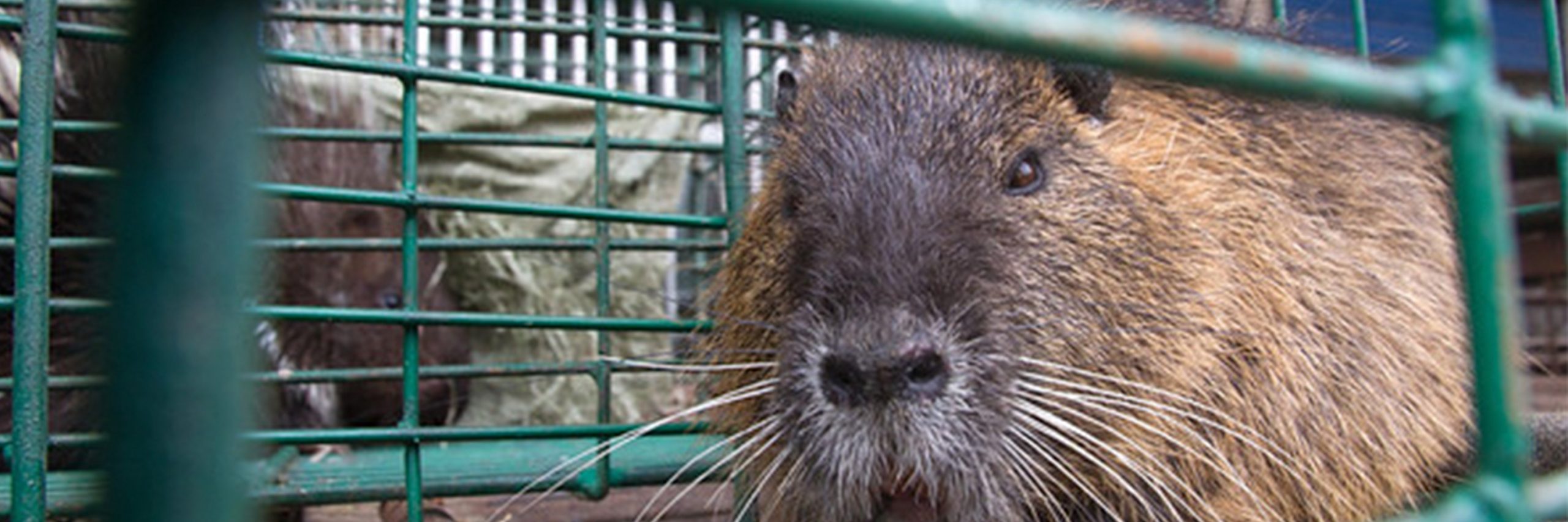 Las nuevas reglas, que también prohíben el comercio ilegal de animales, estarán en vigor durante cinco años.