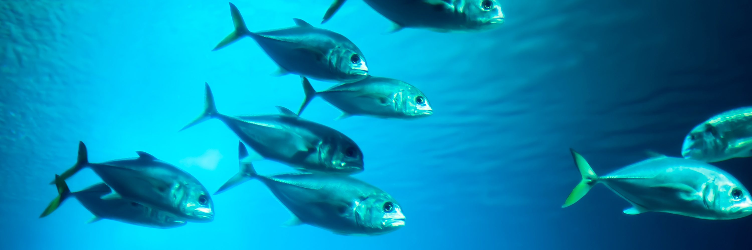 Hoy, Día Mundial de los Océanos, es vital que recordemos que si los océanos están amenazados nosotros también lo estamos.