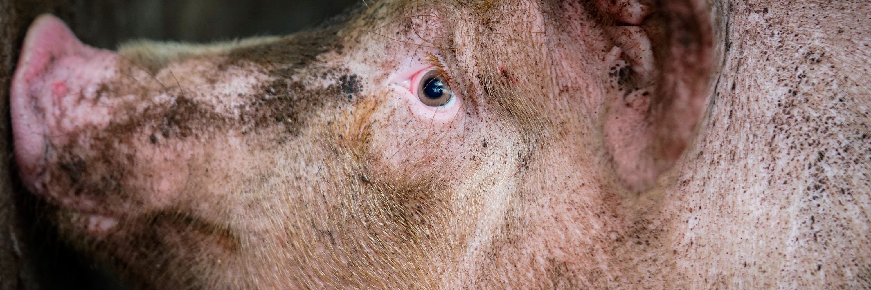 El virus posee todas las características esenciales de estar altamente adaptado para infectar a los humanos.