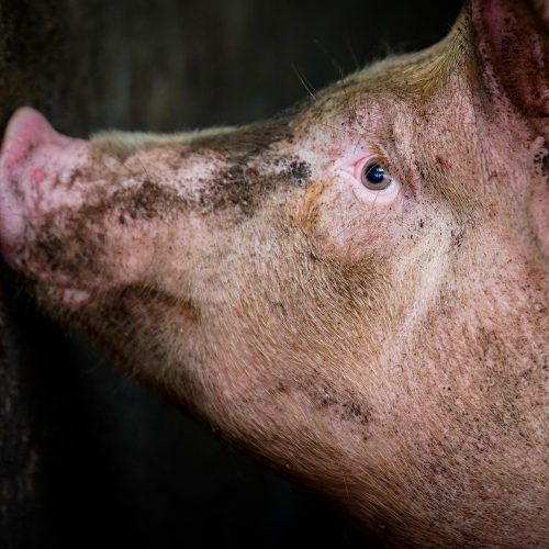 El virus posee todas las características esenciales de estar altamente adaptado para infectar a los humanos.