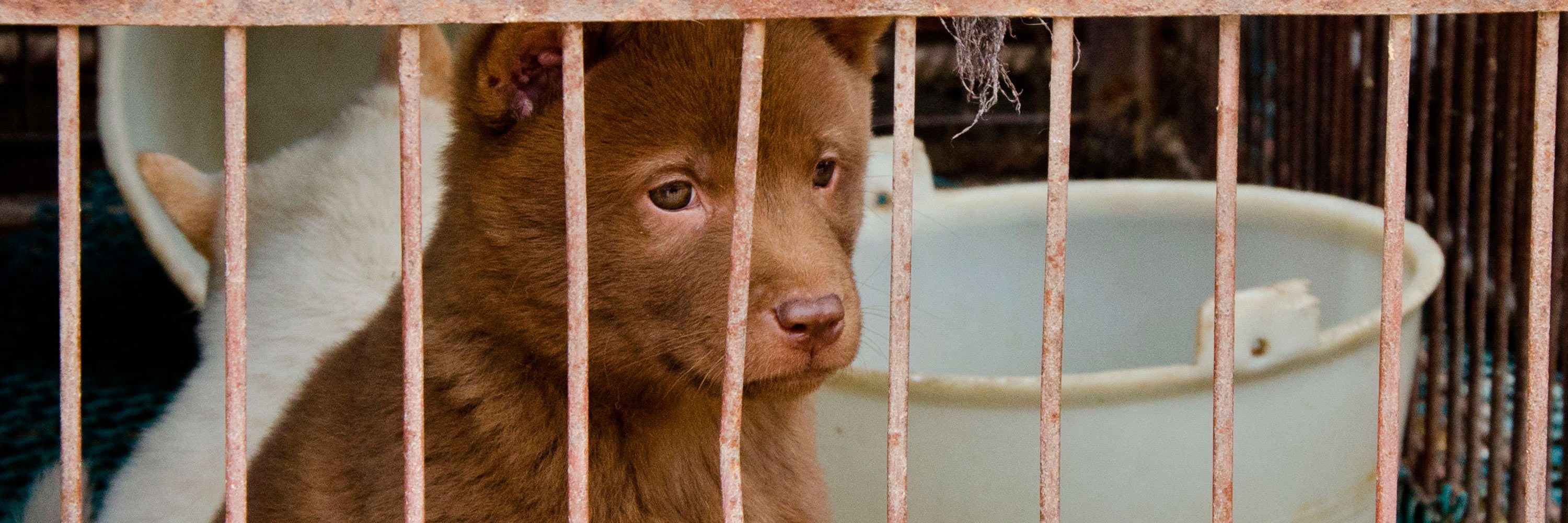 La mayoría de esto animales son obtenidos de forma ilegal; robados de sus casas o capturados en las calles y luego son transportados en horribles condiciones.
