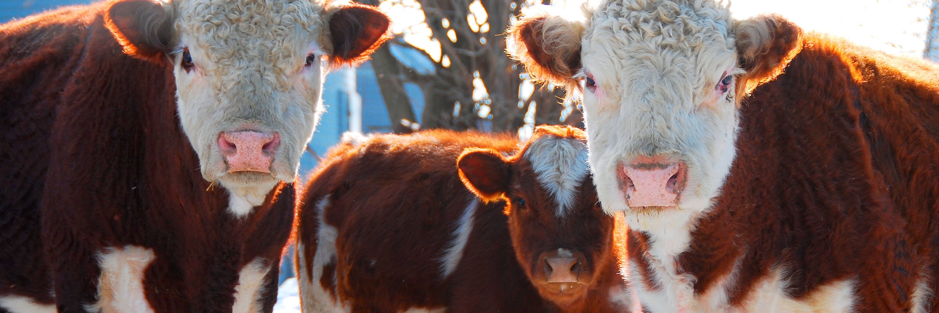 Actualmente es dueño de una exitosa empresa que produce increíbles alternativas a la carne.