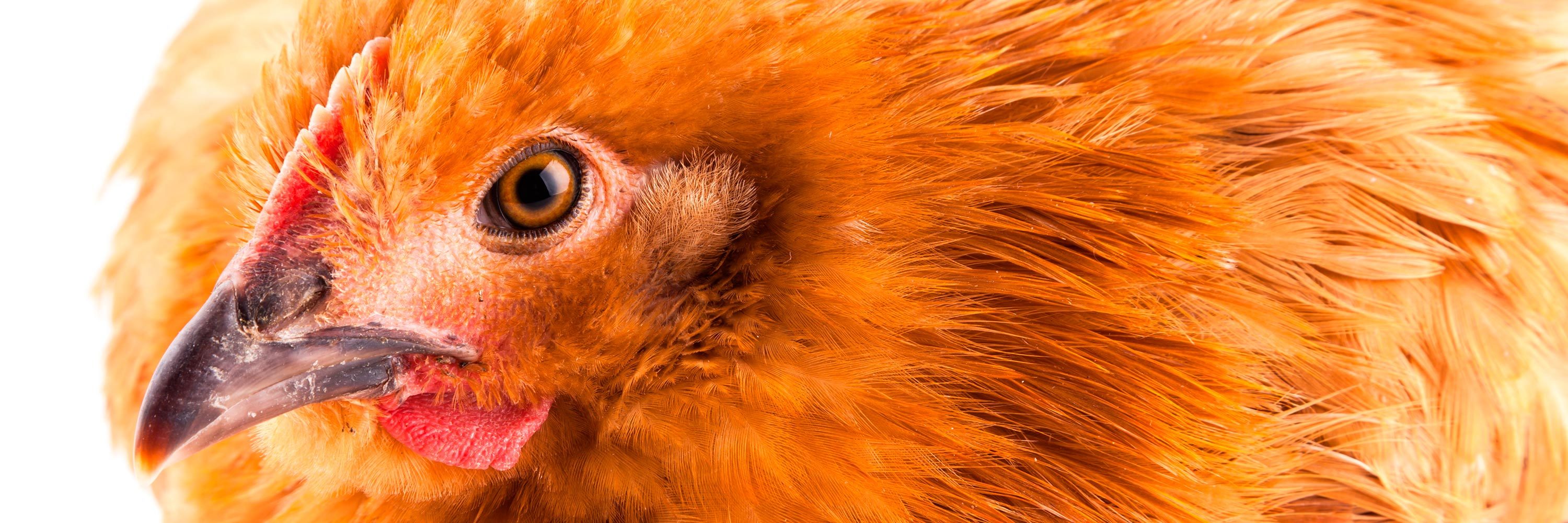 Cambiar a una política libre de jaulas responde a la demanda de los consumidores preocupados por el sufrimiento de las gallinas.