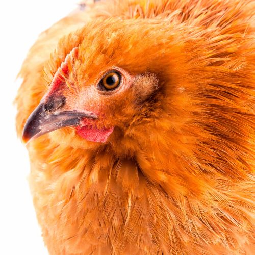 Cambiar a una política libre de jaulas responde a la demanda de los consumidores preocupados por el sufrimiento de las gallinas.
