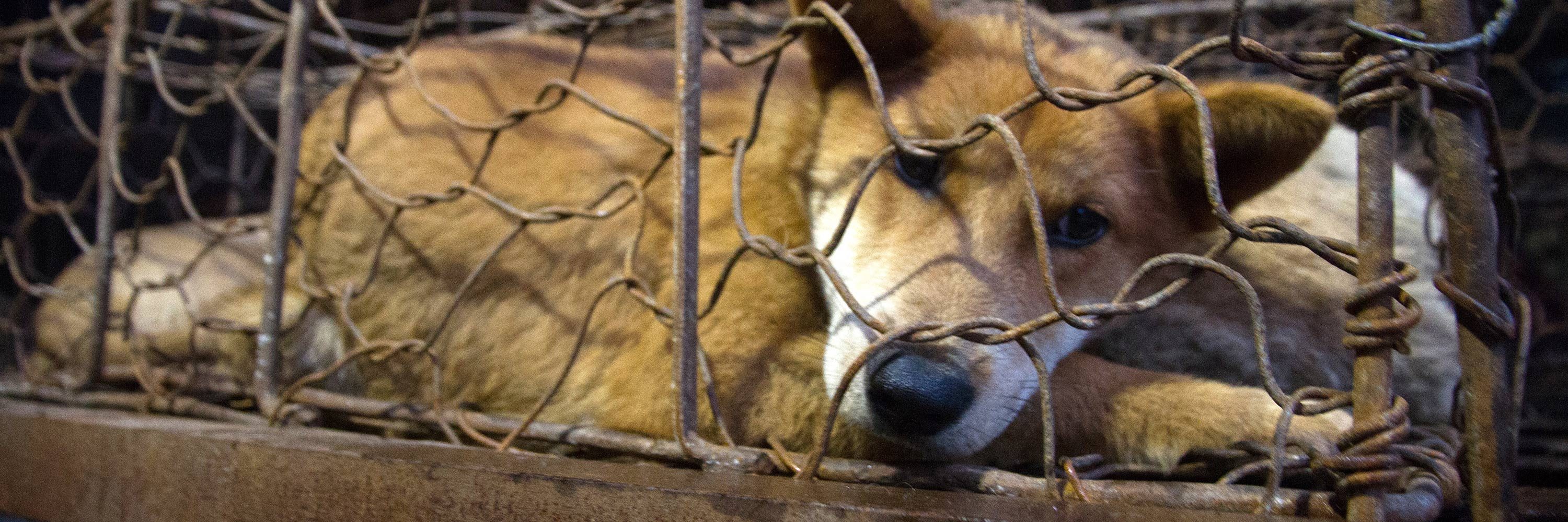El país ha sacado a los perros de la lista que incluye animales que pueden ser criados y vendidos comercialmente para consumo.