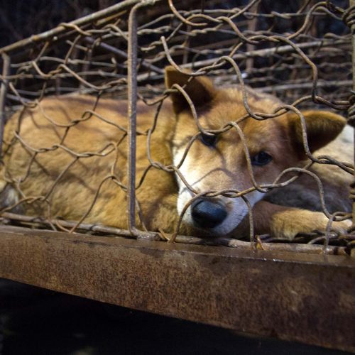 El país ha sacado a los perros de la lista que incluye animales que pueden ser criados y vendidos comercialmente para consumo. logo Animal Equality