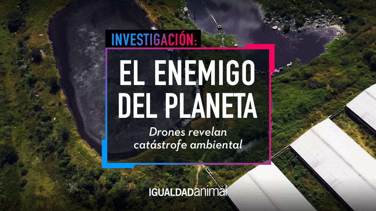 EL ENEMIGO DEL PLANETA: LA GANADERÍA INDUSTRIAL 1