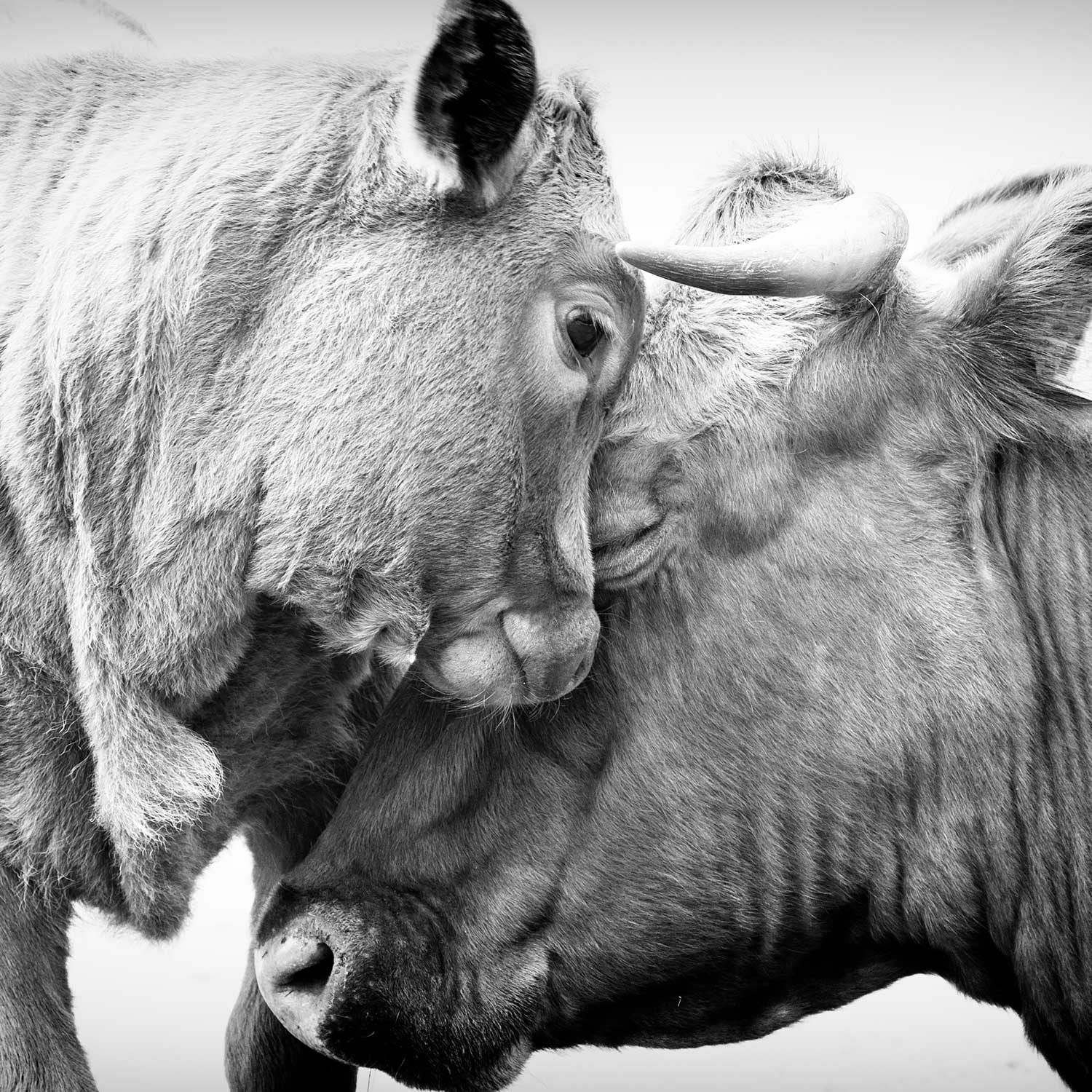 La Declaración de Cambridge sobre la Conciencia es el primer manifiesto escrito por científicos que reconoce que los animales son conscientes.