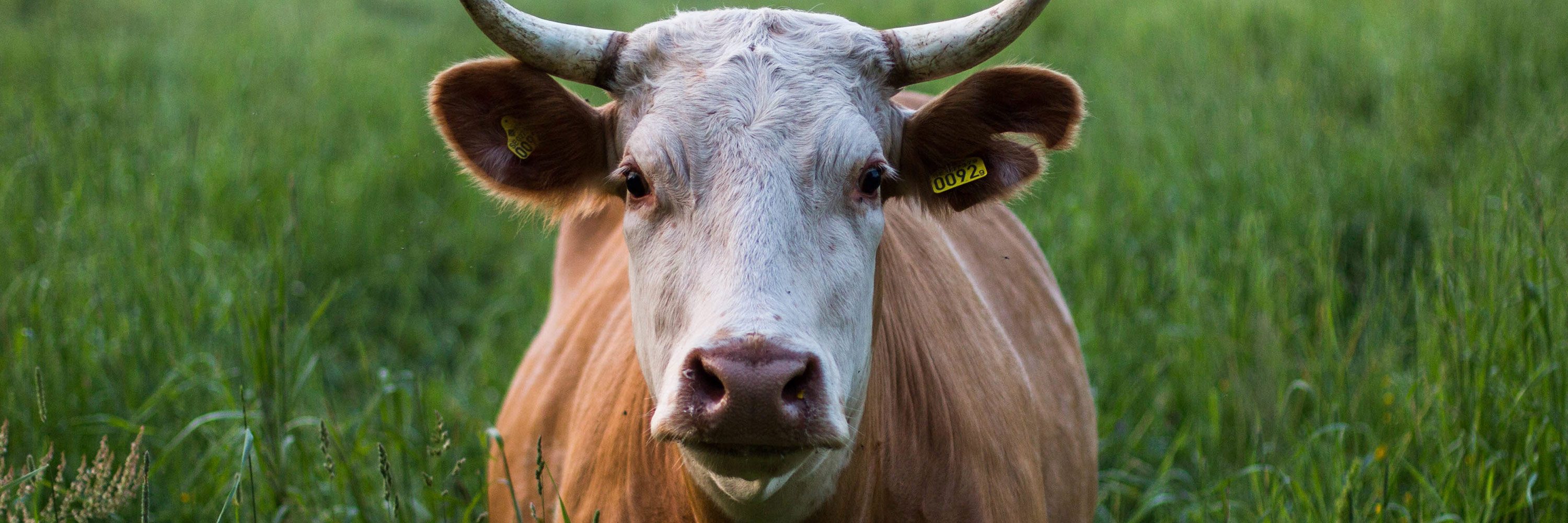La Declaración de Cambridge sobre la Conciencia es el primer manifiesto escrito por científicos que reconoce que los animales son conscientes.