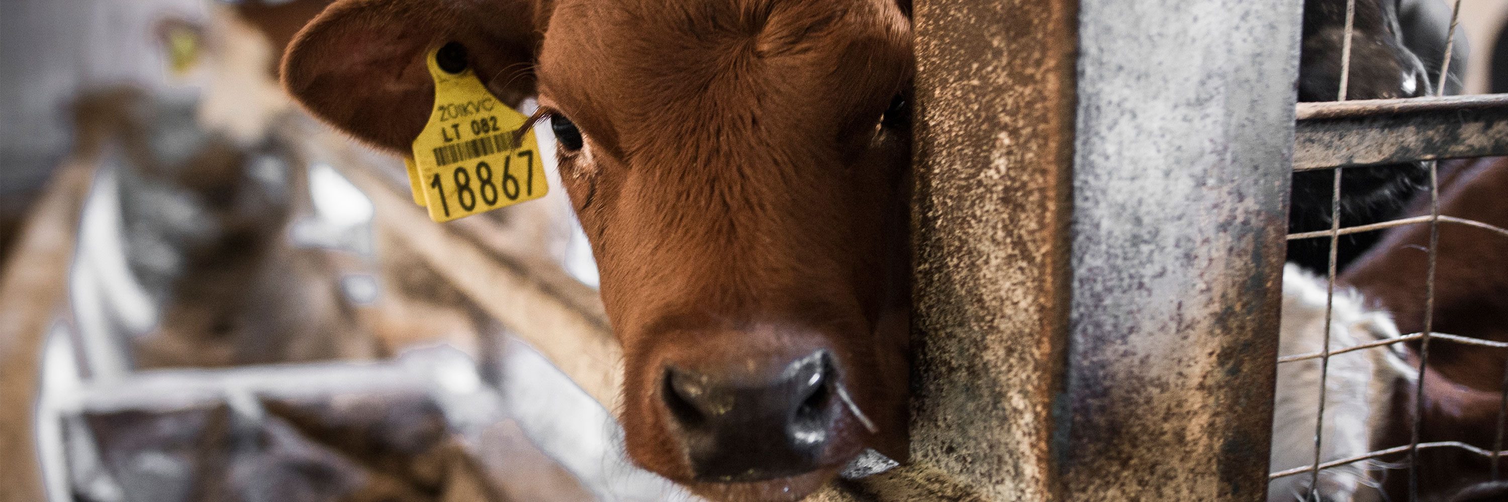 Lo que son obligados a soportar estos inocentes e indefensos animales es terrible.