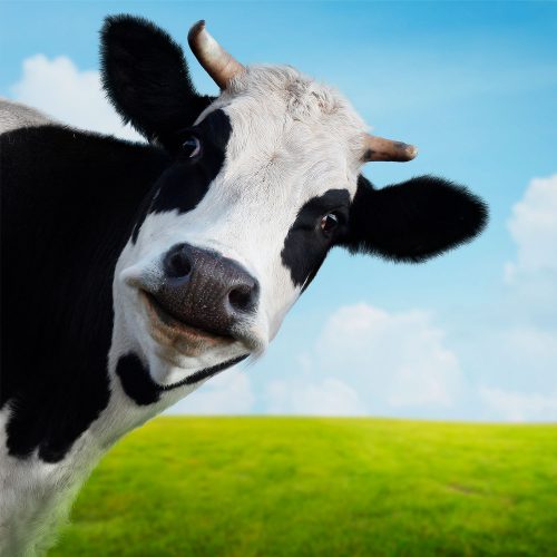 Al igual que los humanos, las vacas tienen las mismas necesidades sociales y una profunda necesidad de tener amigos y contacto social.