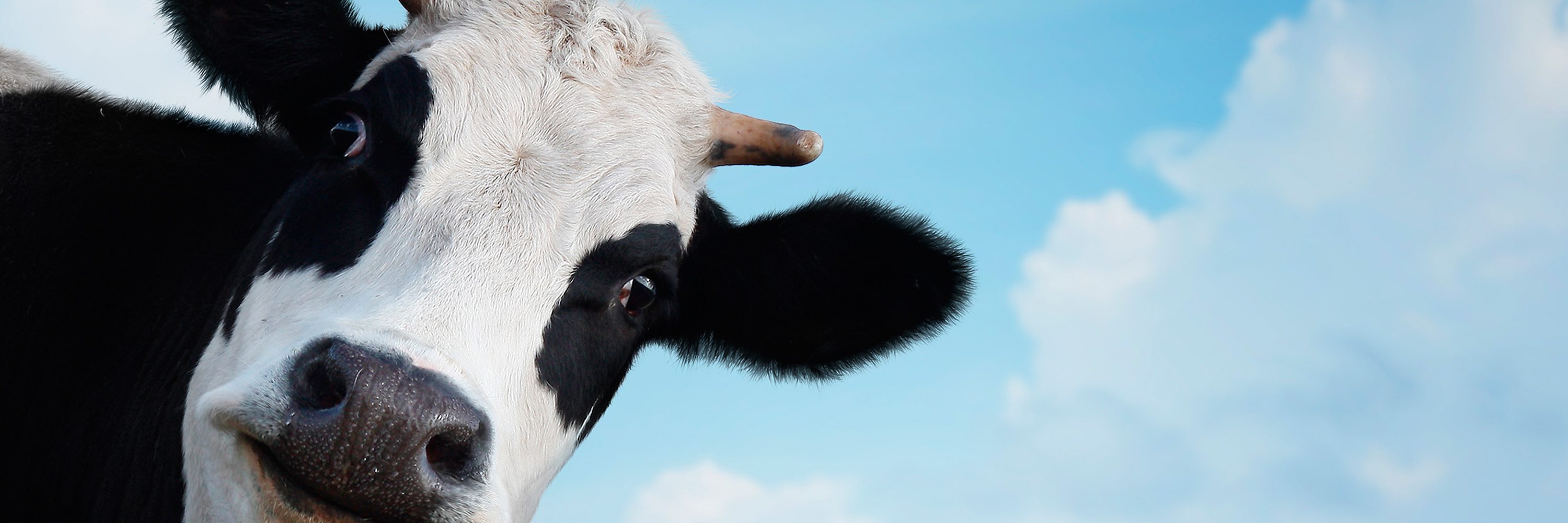 Al igual que los humanos, las vacas tienen las mismas necesidades sociales y una profunda necesidad de tener amigos y contacto social.