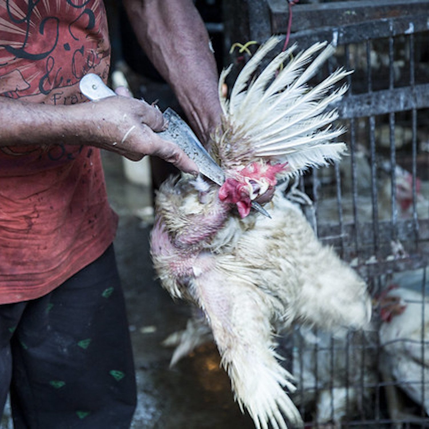 Un nuevo informe de las Naciones Unidas esboza formas de frenar la creciente propagación de enfermedades entre animales y humanos. logo Animal Equality