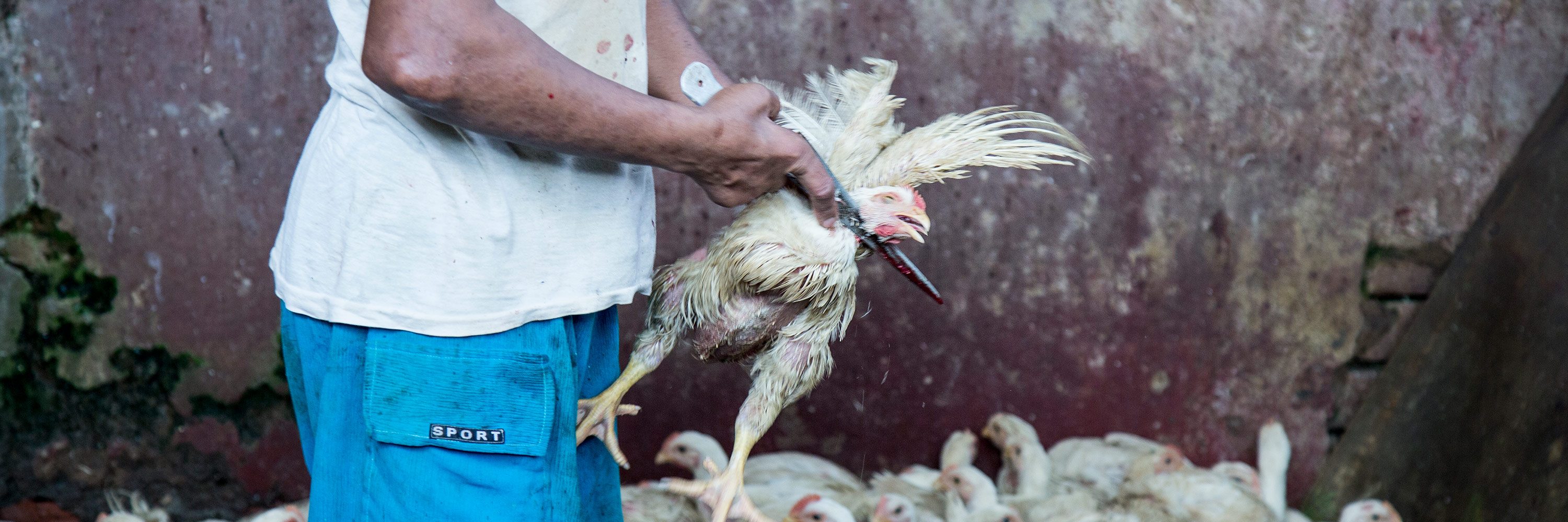 Un nuevo informe de las Naciones Unidas esboza formas de frenar la creciente propagación de enfermedades entre animales y humanos.