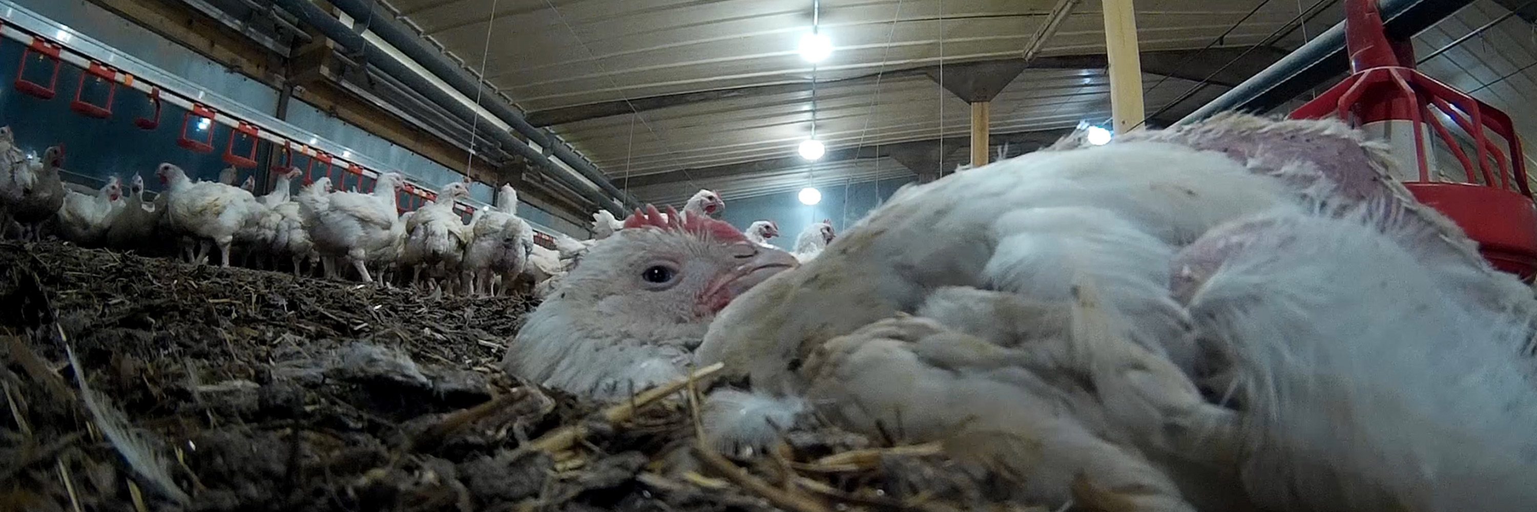 Imagina la orina y el excremento acumulados durante todo un año y que tu gato se viera obligado a dormir en esa pequeña caja. Esa es la vida de los pollos.