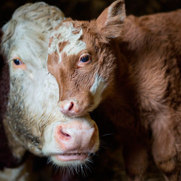 Sé Un Héroe Para Los Animales: Día Mundial Solidaridad